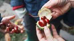 The smooth seeds inside a horse chestnut.