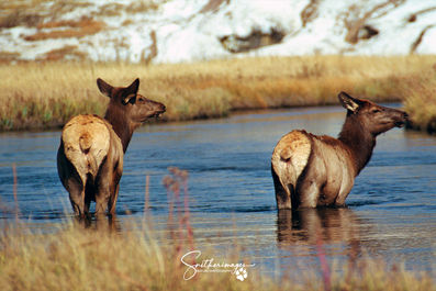 Ladies Taking a Bath