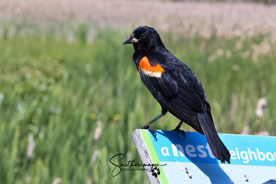 Redwing Blackbird - #2