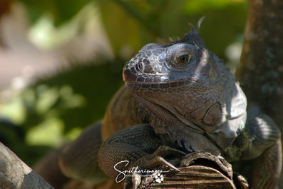 Iguana - #1