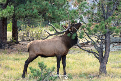 Taken 2008
Banff National Park
Canon 10D
Canon EF 100-400 @ 200mm
1/1000 sec