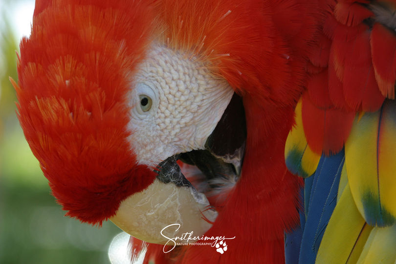 Unusual & Exotic Birds