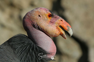 California Condor