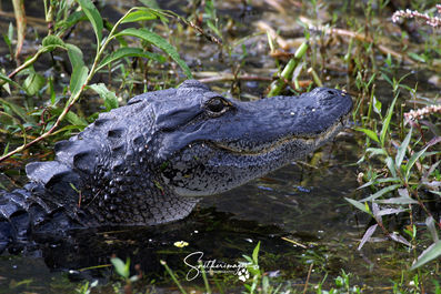 Waiting for Something to Eat