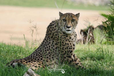 Inquisitive Cheetah