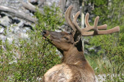 Velvet in Springtime
