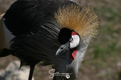 Grey Crowned Crane - #1