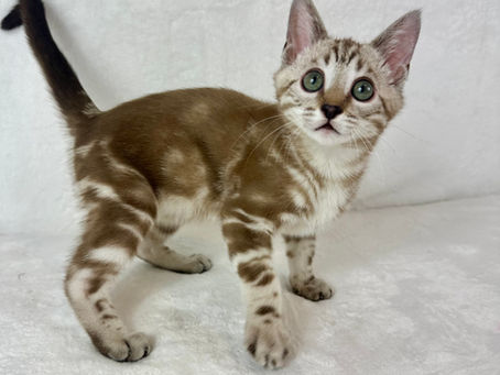 Mochi Silver Mink Marble Male-$1,250
