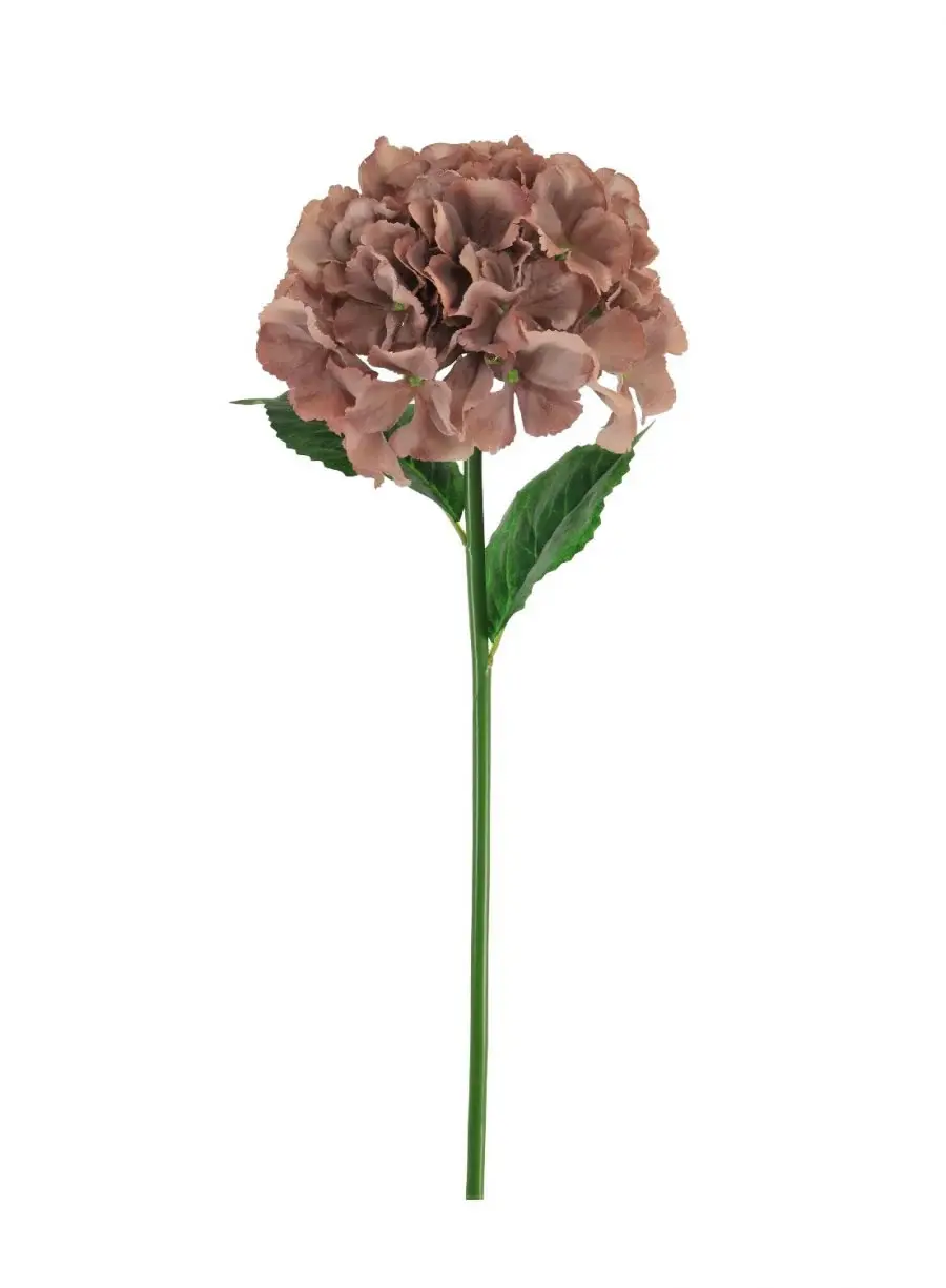 Thumbnail: French Hydrangea (short Stem)