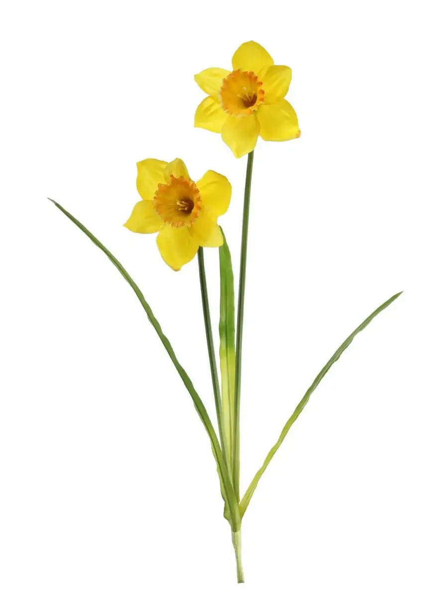 Thumbnail: Spring Daffodil