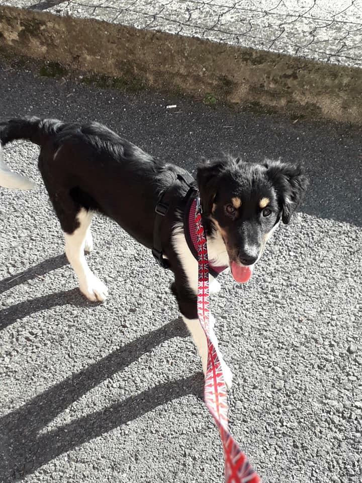 ELLA