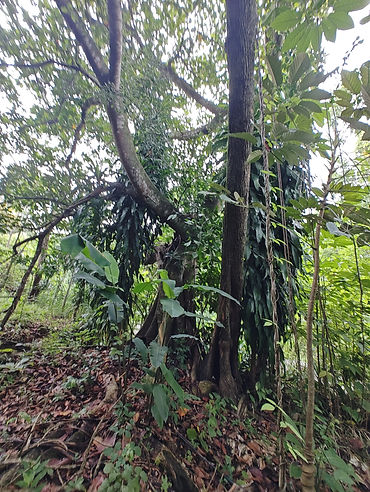 closer view, with the vines coming down on the right