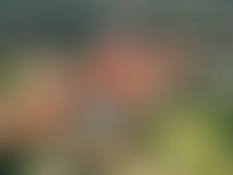 The Biltmore Hotel, Coral Gables — a tower of glamour that opened into a storm