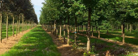 2544_fullimage_natuurbegraafplaats-gouda-ijsselhof.jpeg