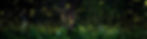 Fireflies in a forest.jpeg