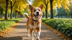 How Can a Dog Walker Turn Separation Woes into Tail-Wagging Triumphs for Your Pooch?