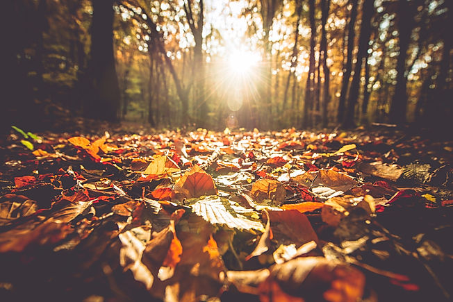Fall.jpeg