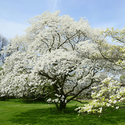 white-dogwood.gif