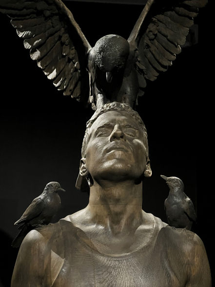Merle, Mérelle, Faucon et Toureterelle, 2019