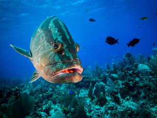 Save our seas