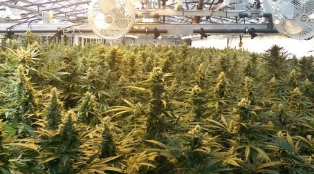 Is Medical Marijuana Good For Florida's Economy