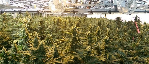 Aphria Medical Marijuana Dispensary in Florida
