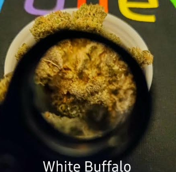 White Buffalo Sativa Strain Review | Trulieve TruFlower