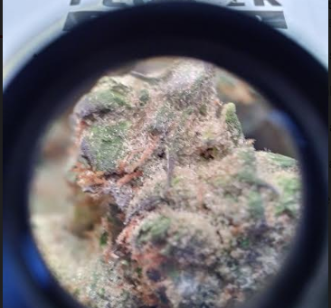 MUV Sour Jack Strain Smokable Flower Reviews