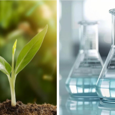 Óleo essencial não é essência: Entenda a diferença e cuide de você com consciência