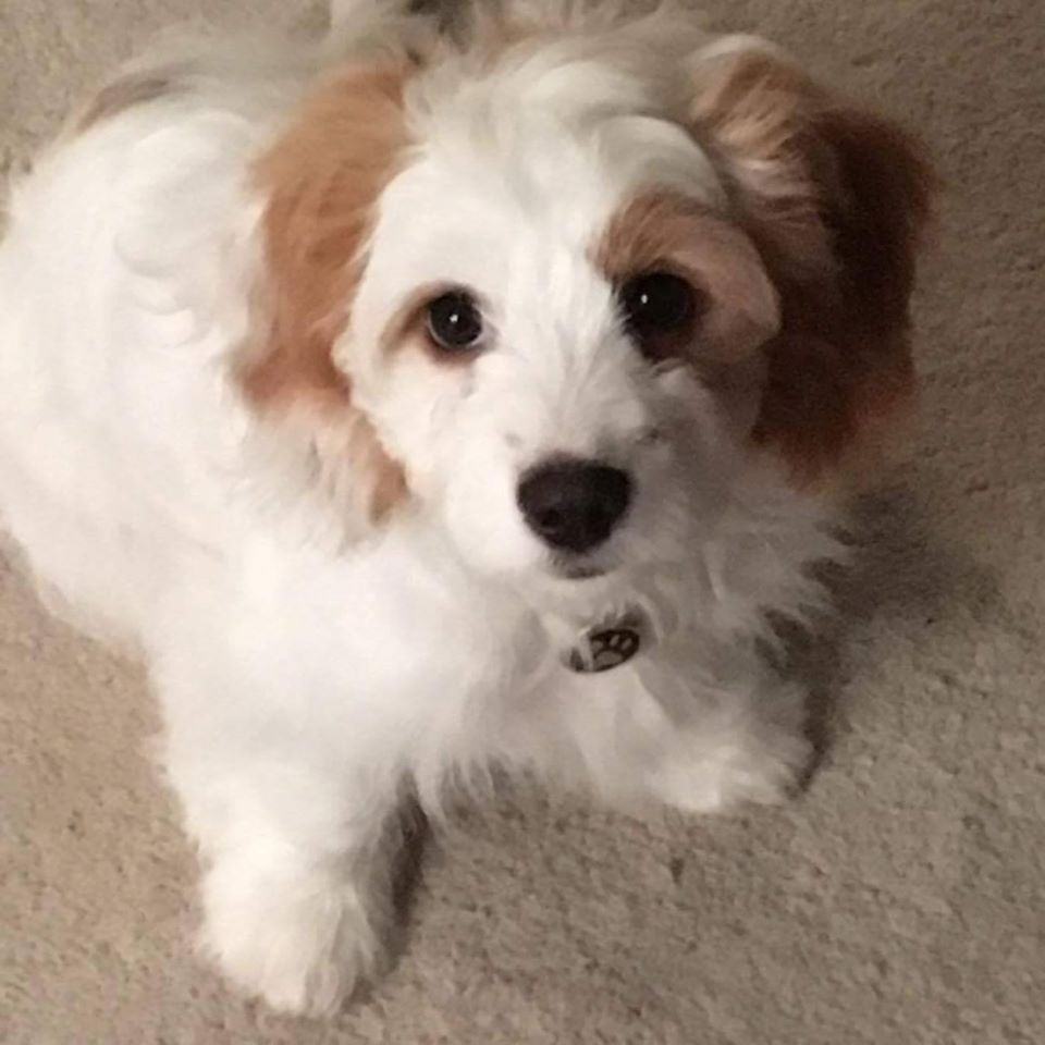 CHIP HOME 3 MONTHS