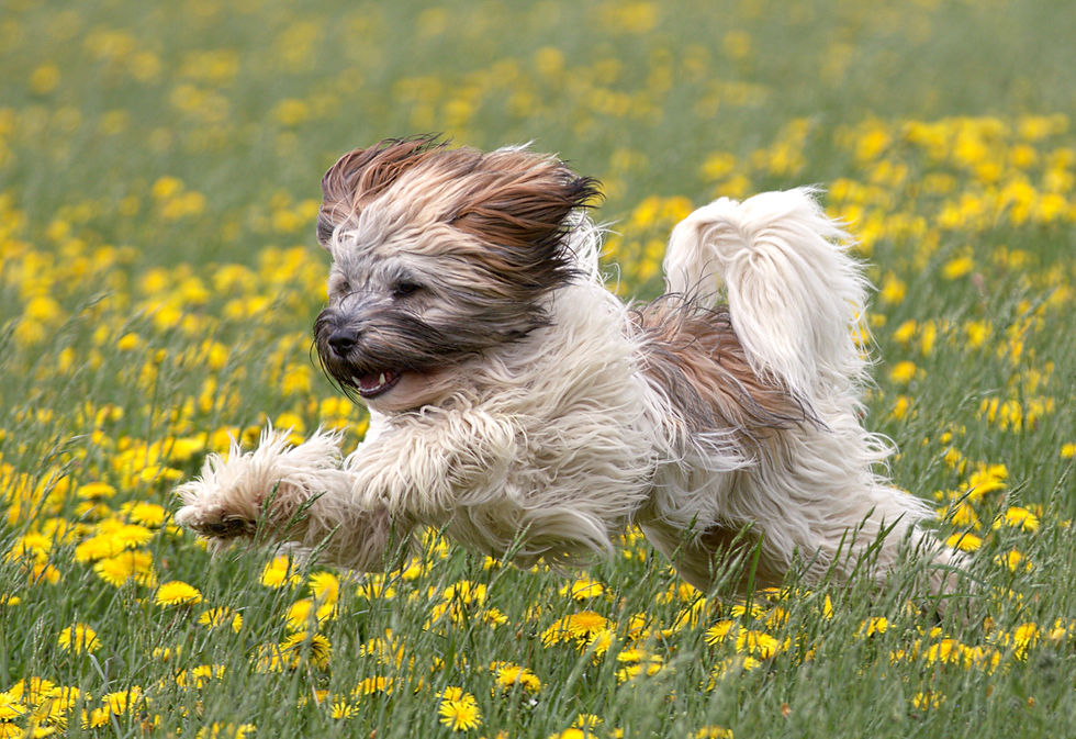 Dandy Lion
