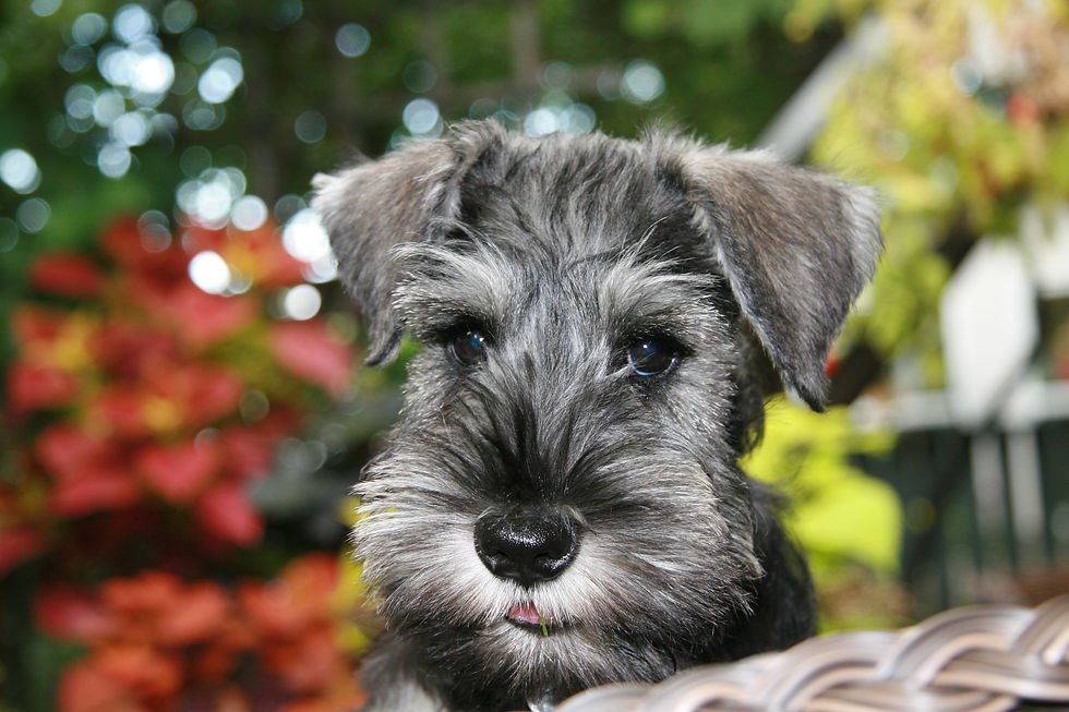 Preparation For Therapy Dog Test (2nd Session)