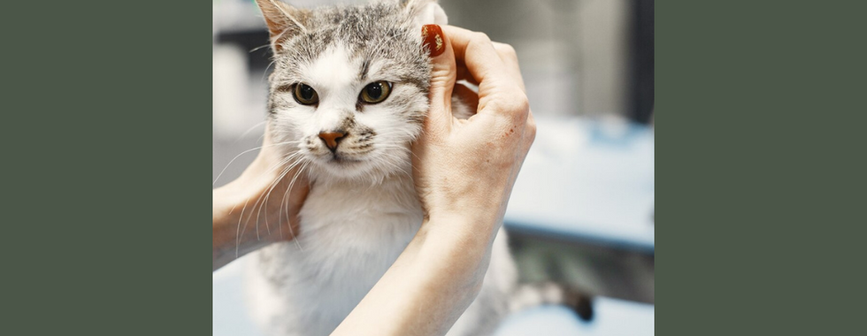 避免用力拉扯貓咪毛髮