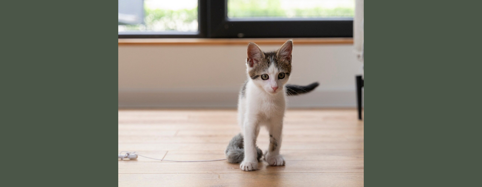 他們可能在探索