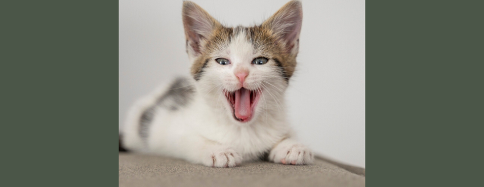 他們可能會呼喚