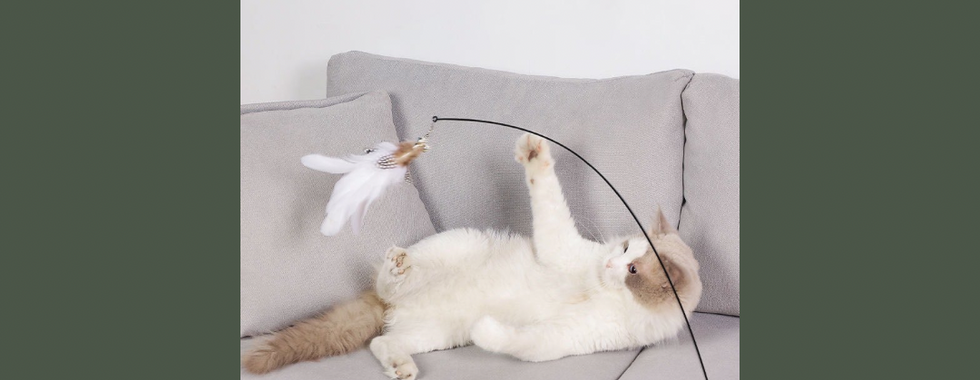 規劃與貓咪互動的時間