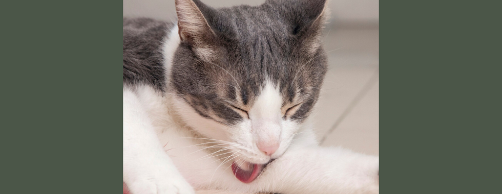 貓咪一直舔自己的毛