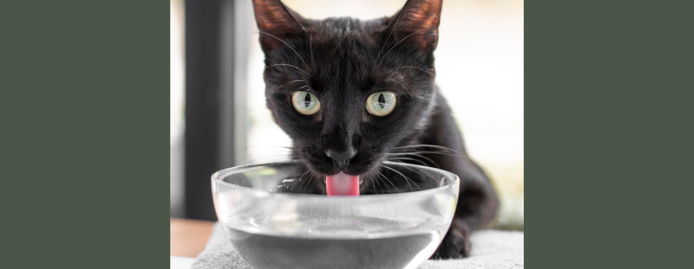 確保貓咪有充足的水分可以用來調節體溫