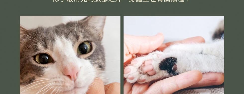 貓咪的鬍鬚不只長在臉上