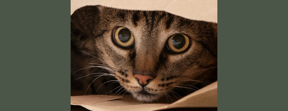 他們可能會躲藏