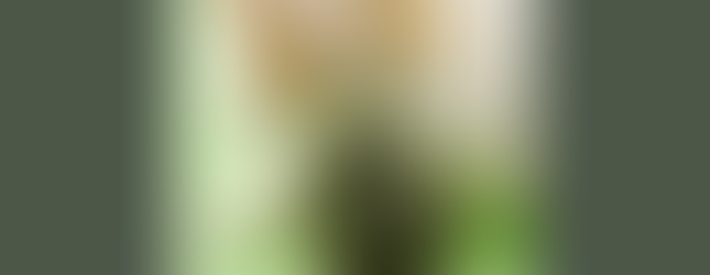 使用貓咪安撫劑,如:貓草、貓薄荷、木天蓼等