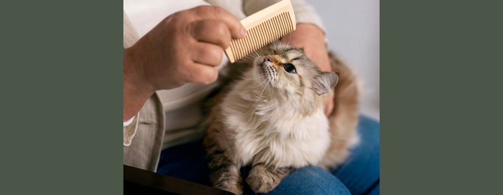 幫貓咪定期梳理毛髮,可以確保毛髮健康,讓貓咪可以自己調節好體溫