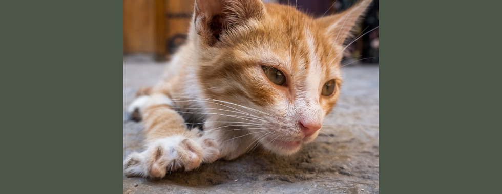 如果貓咪行動遲緩可能中暑了