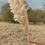 Thumbnail: Cream Pampas