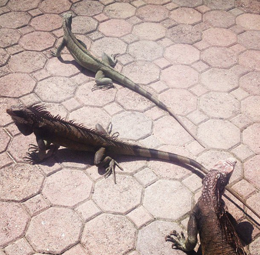 Iguanas everywhere!