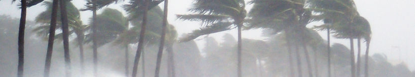 Palm Trees in Storm