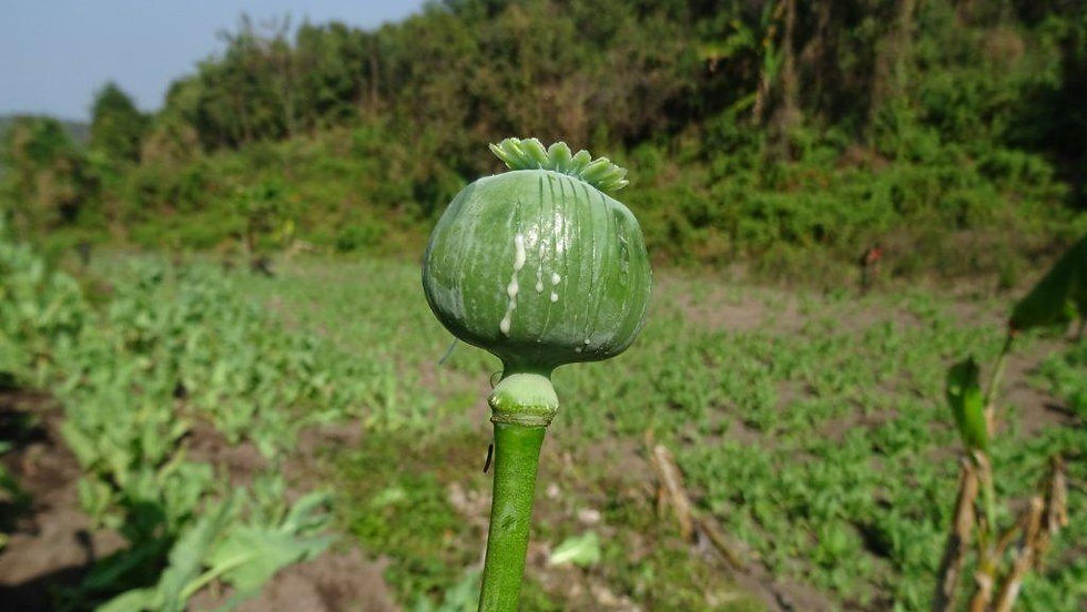 Raw opium on bulb in Maiton area Shan State on 31 January 2015