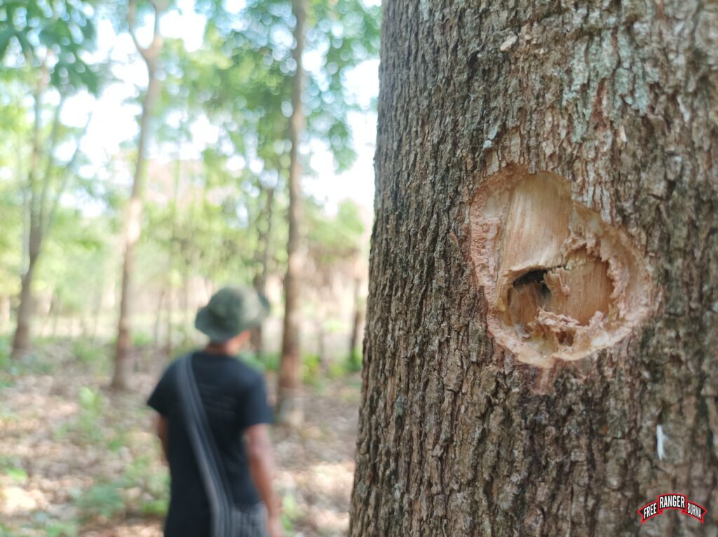 Damaged rubber tree by Burma Army Hliang Wa Camp mortar fire.
