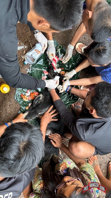 Surgery on the wounded dog who is now recovering.