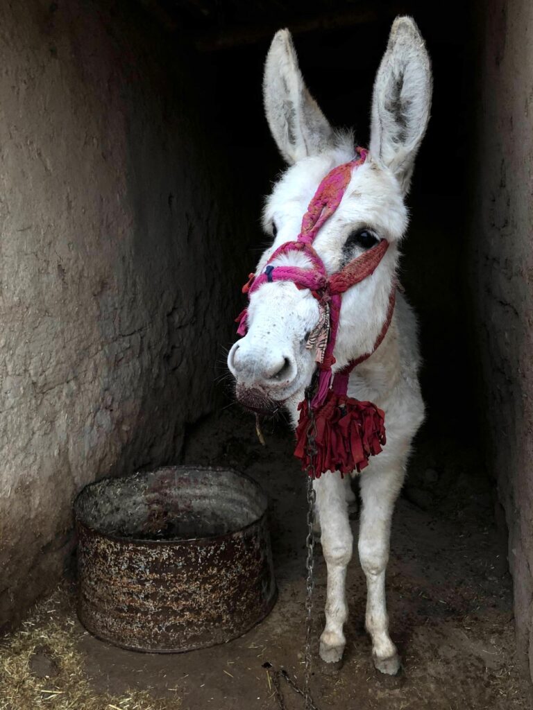 Snowflake in her home.